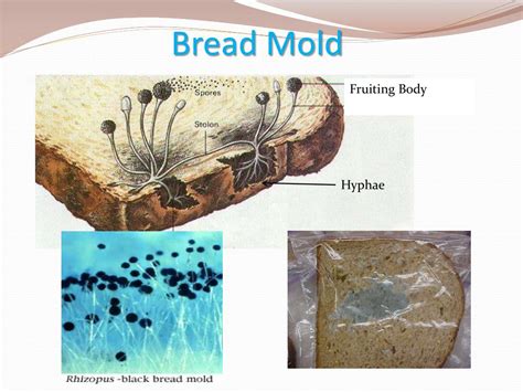 PPT - Bread Mold PowerPoint Presentation, free download - ID:2674004