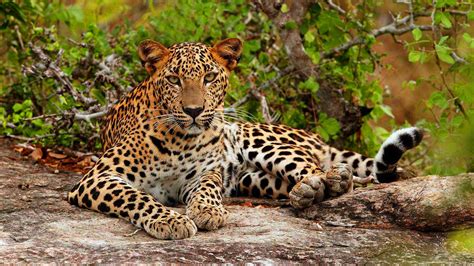 Yala National Park | Natural Creations