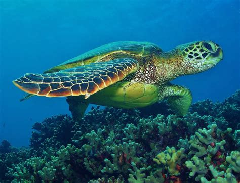 Polynesian seaturtle - caddyqust