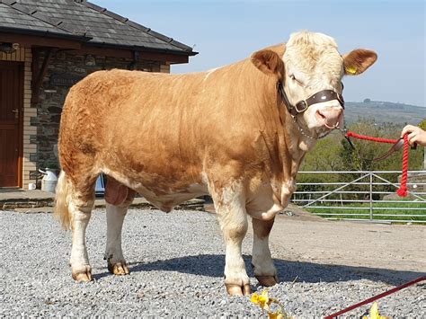 Pedigree Breeding Stock - Simmental Bulls | McCartneys - Estate Agents