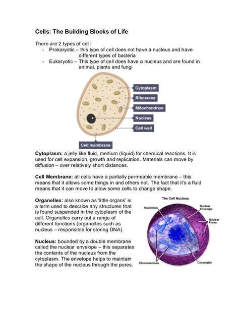 Cells - The Building Blocks of Life