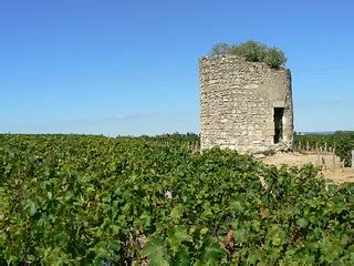 Wine grapes of the Medoc (France 2011) | Paul Arps | Flickr