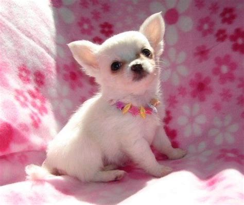 Chihuahua Puppies For Sale | Austin Street, TX #184145