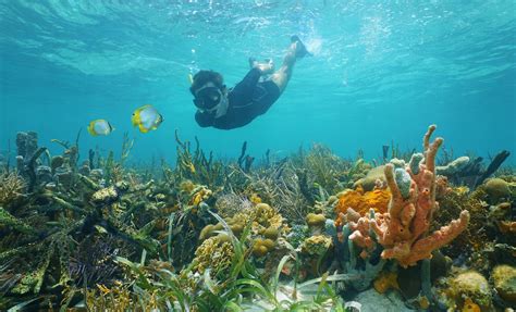 Snorkel at Creole Rock Shore Excursion in St. Martin