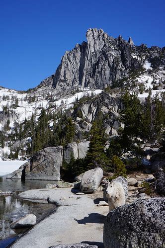 Mountain Goat at Lake Viviane with Prusik Peak in the back… | Flickr