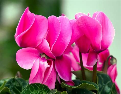 Growing Cyclamen Plant Indoors: How to Care for These Florist Flowers