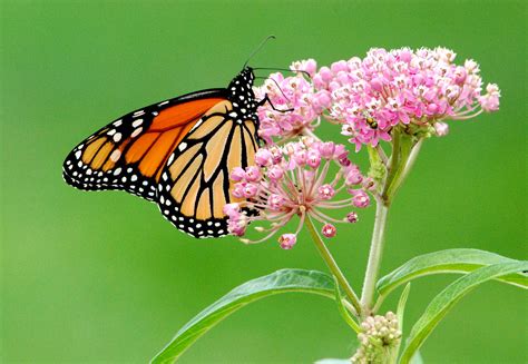 Monarch Butterfly Population Down 80 Percent Since 2005 But Researchers Hopeful | Health News ...