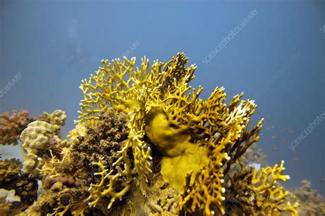 Fire coral - Stock Image - C009/9653 - Science Photo Library