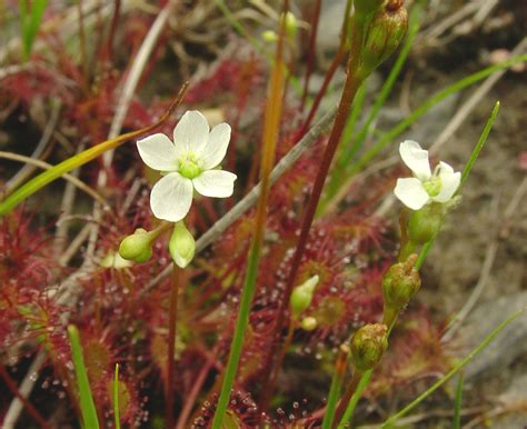 Drosera intermedia (spatulate-leaved sundew): Go Botany