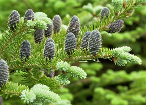 Balsam Fir (abies Balsamea) Photograph by Bob Gibbons/science Photo Library - Fine Art America