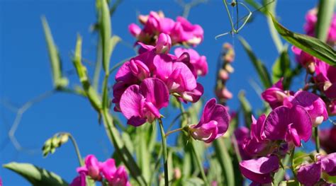 30 Beautiful Host Plants For Butterflies