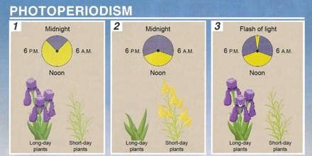 Photoperiodism and Photoperiod: Definition - QS Study