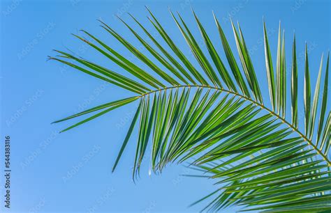 Palm tree branch on blue sky background, free space for text, screensaver idea or background for ...