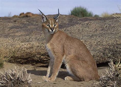 Caracal - desert lynx (Caracal caracal) | DinoAnimals.com