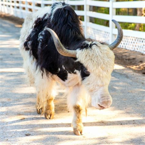 Domestic Yak - Welcome to the Sedgwick County Zoo - PocketSights