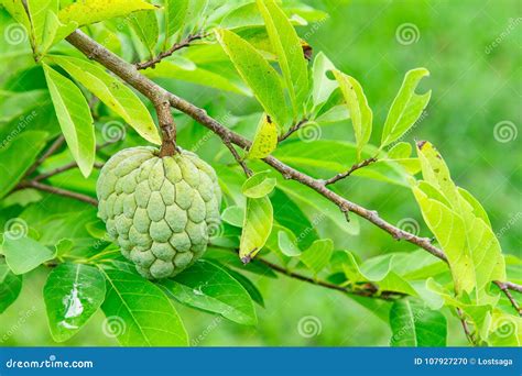 Fresh Sugar Apple on the Tree Stock Photo - Image of nutritious, edible: 107927270