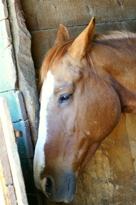 a brown horse with white markings 27096777 Stock Photo at Vecteezy