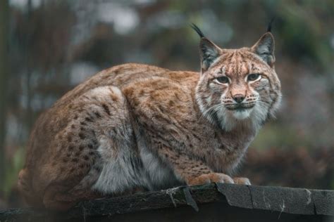 Lynx And Bobcat: Discover The 5 Key Differences Between...