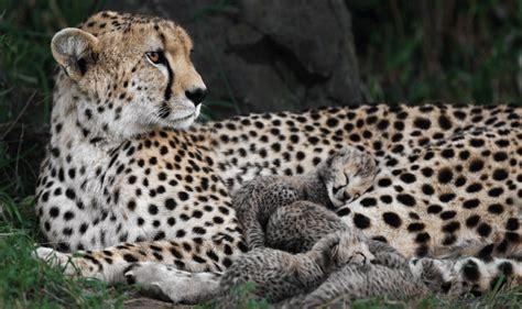 What is the Key to Cheetah Cubs' Survival? - Cheetah Conservation Fund Canada