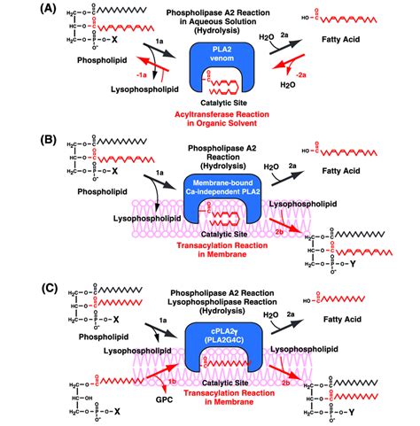 Possible mechanism of acyltransferase and transacylation activity ...