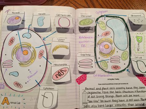 Plants And Animals Cells