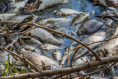 Farm Raised Vs Wild Salmon: Is Farmed Salmon Bad For You? - GenV