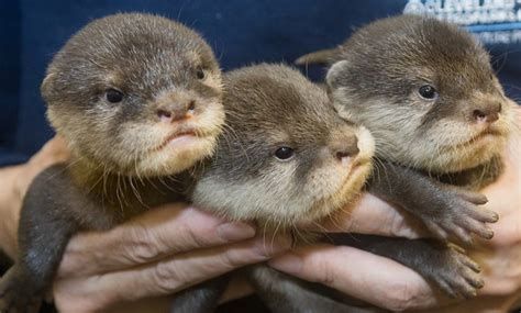 Otter Pups Ready For Their Close-up At Cleveland Zoo | Cleveland, OH Patch