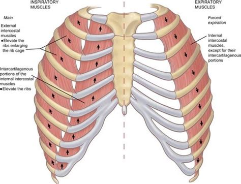 Muscles of Expiration Flashcards | Quizlet