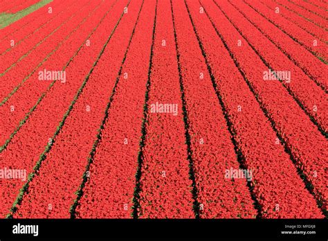 tulip field in the Netherlands Stock Photo - Alamy