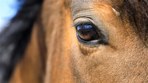 4 common eye problems in horses and how to treat them - Horse & Hound