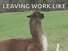 Sad Coworker Leaving Meme - All About Cow Photos