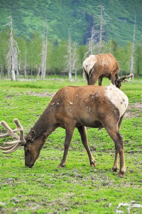 Herd of elk, Alaska stock photo. Image of deer, forest - 33671750