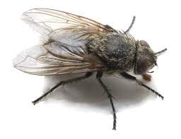 Houseflies & their relatives | Ultimate Pest Control Services (Pvt) Ltd