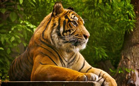 Royal Bengal Tiger Wallpapers - Wallpaper Cave