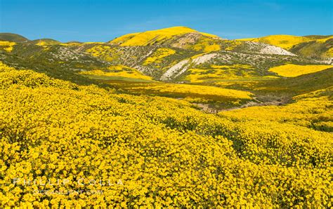 Wildflowers bloom across Carrizo Plains National Monument, Carrizo Plain National Monument ...