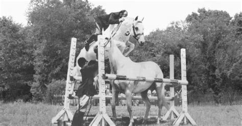 Meet Snowman: $80 Plow Horse Turned Show Jumping Champion