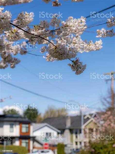 Vancouver Cherry Blossom Festival 2023 Stock Photo - Download Image Now ...