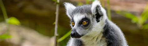 Ring-Tailed Lemur | FaunaFocus