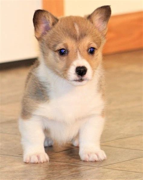 Corgi Puppies For Sale | Los Lunas, NM #261807 | Petzlover