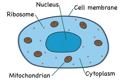 Printable Animal Cell Diagram Labeled