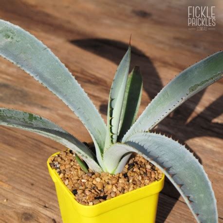 Agave tequilana (Blue Agave) | Fickle Prickles