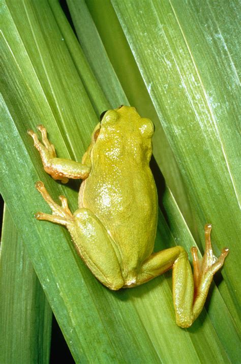 European Tree Frog Photograph by Perennou Nuridsany | Fine Art America