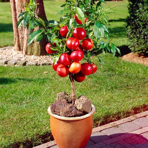 How to grow dwarf apple in container | Nature Bring - NatureBring