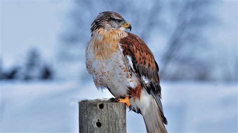 Hawk In Snow 4k Wallpaper,HD Birds Wallpapers,4k Wallpapers,Images ...