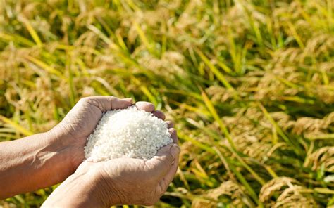 Sustainable Methods to Grow Rice | Greentumble