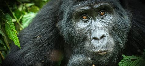 Advancing Mountain Gorilla Conservation | Key Programs