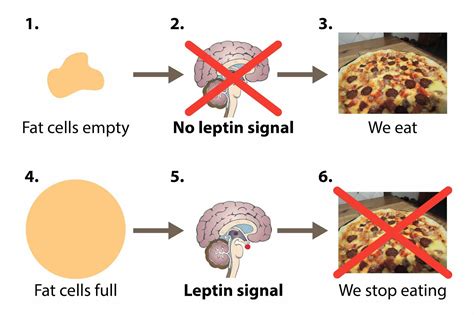 What is the Leptin Hormone Function and how does it control body weight