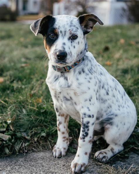 texas heeler puppies for sale near me - Robin Stdenny