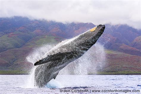 Humpback Whale Breach 232 | Photography Blog | Cornforth Images