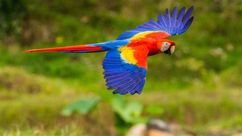 20 Scarlet Macaw Fun Facts - Facts.net